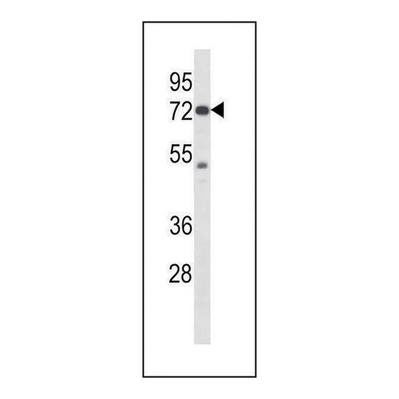 Merck ANTI-MOUSE PAK4 (CENTER) antibody produced in rabbit