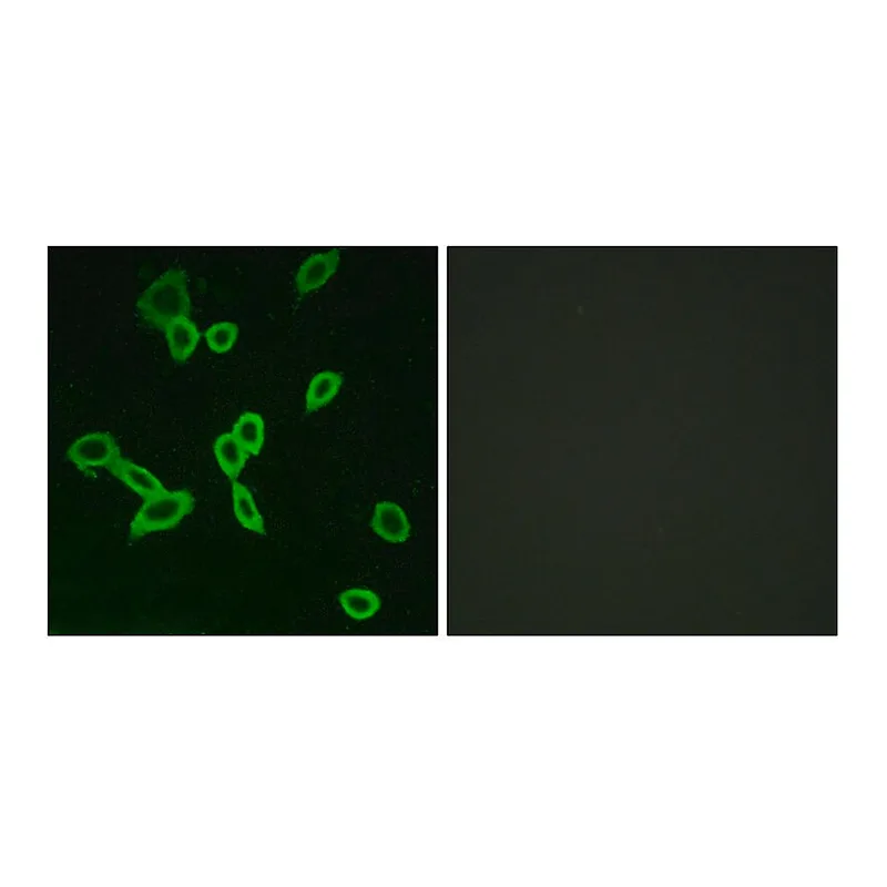Merck Anti-LGR6 antibody produced in rabbit