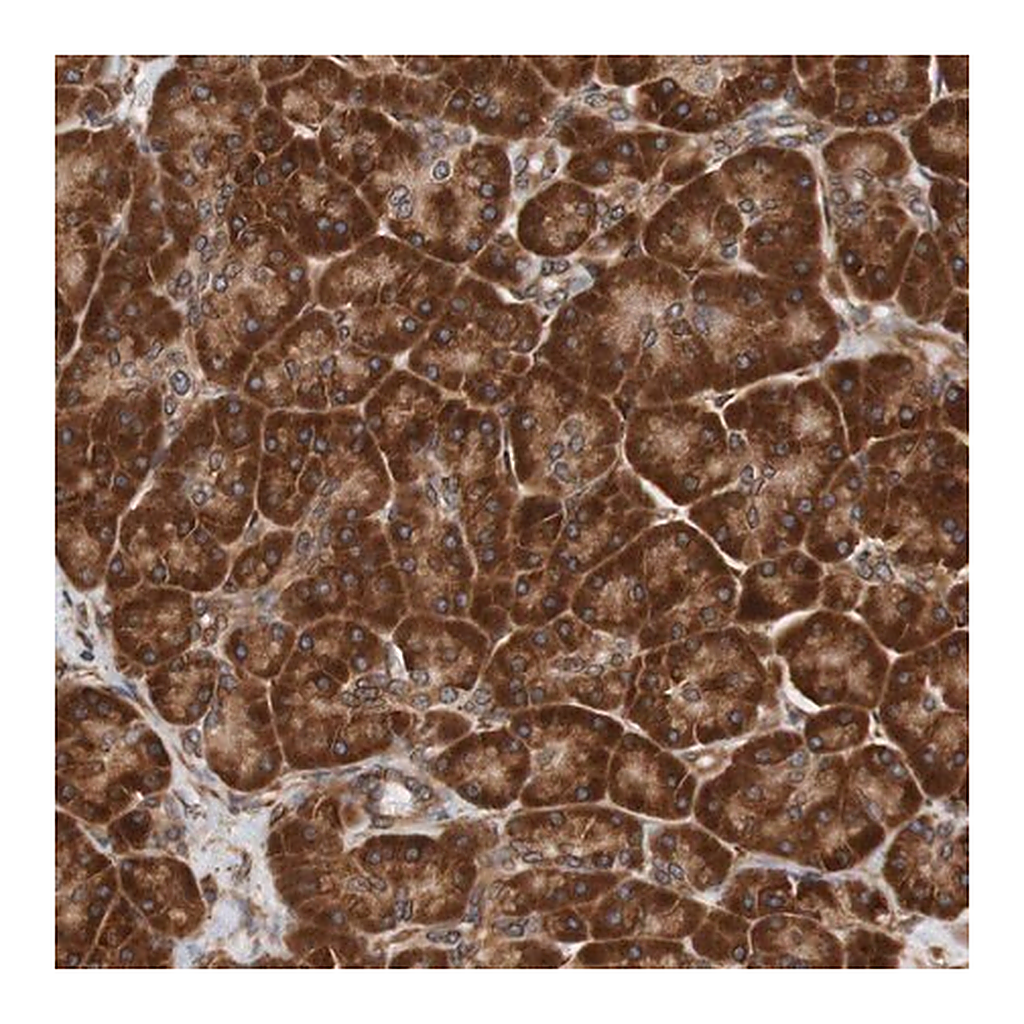 Merck Anti-TMEM109 antibody produced in rabbit