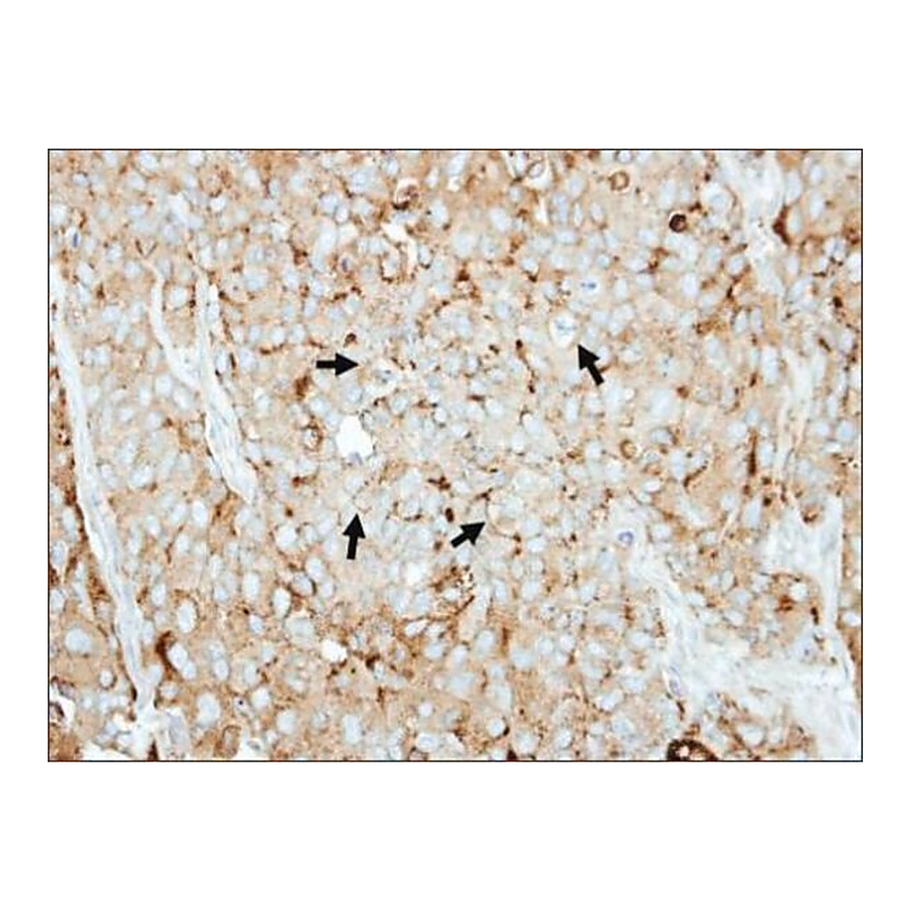 Merck Anti-LAMP2 antibody produced in rabbit