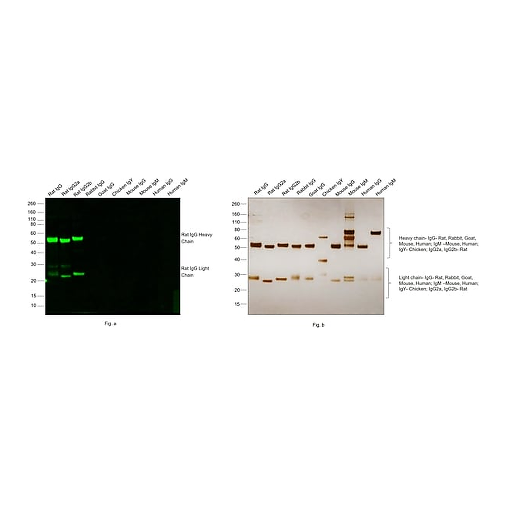 Thermo Fisher Scientific Donkey anti-Rat IgG (H+L) Highly Cross-Adsorbed Secondary Antibody, Alexa Fluor Plus 488