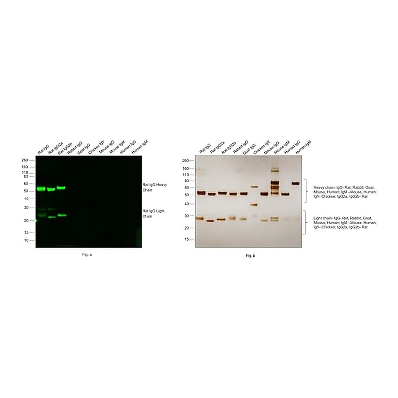 Thermo Fisher Scientific Donkey anti-Rat IgG (H+L) Highly Cross-Adsorbed Secondary Antibody, Alexa Fluor Plus 488