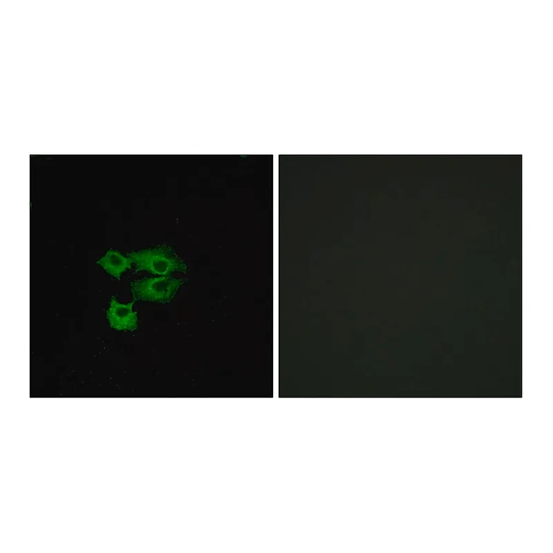 Merck Anti-LY6E antibody produced in rabbit