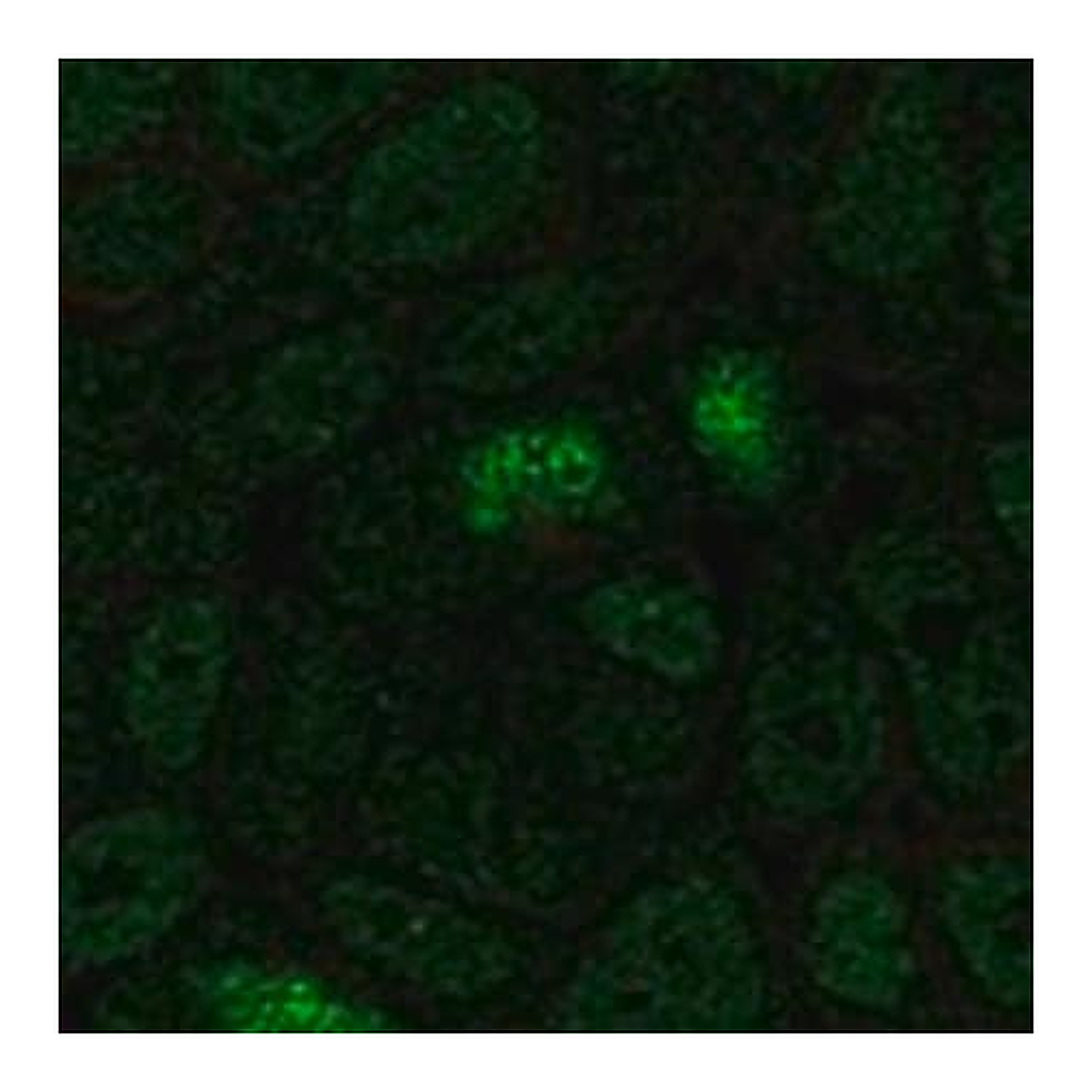 Merck Anti-HOXA13 antibody produced in rabbit