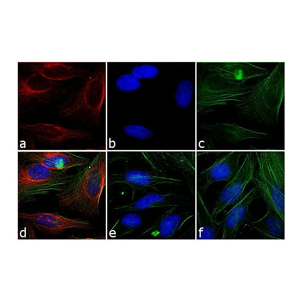 Thermo Fisher Scientific Goat anti-Mouse IgG Fc Secondary Antibody, Rhodamine