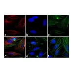 Thermo Fisher Scientific Goat anti-Mouse IgG Fc Secondary Antibody, Rhodamine