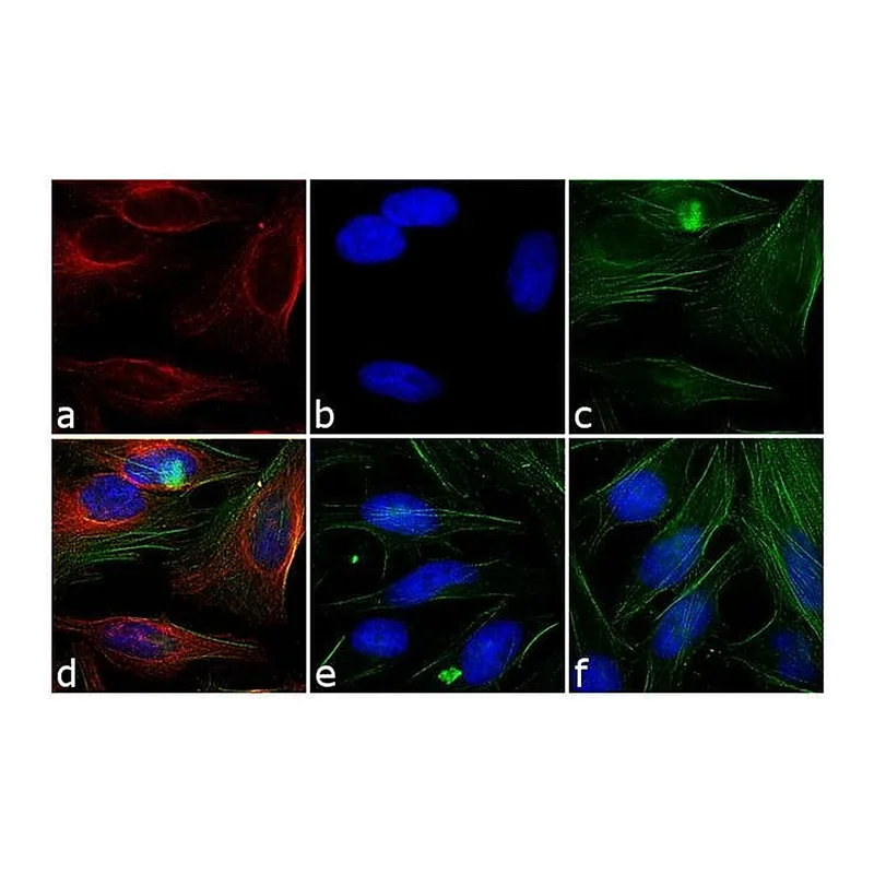 Thermo Fisher Scientific Goat anti-Mouse IgG Fc Secondary Antibody, Rhodamine