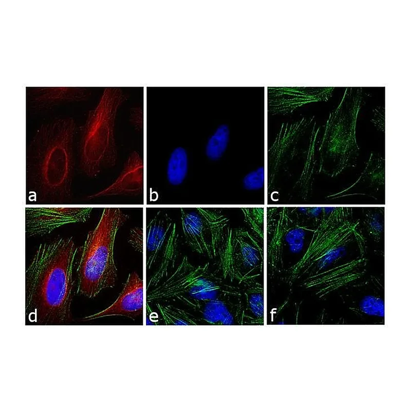 Thermo Fisher Scientific Rabbit anti-Mouse IgG (H+L) Cross-Adsorbed Secondary Antibody, Alexa Fluor 633