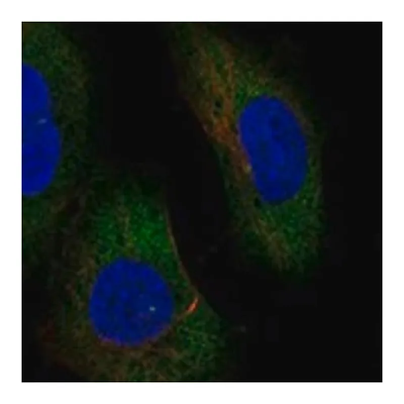 Merck Anti-ERVV-1 antibody produced in rabbit