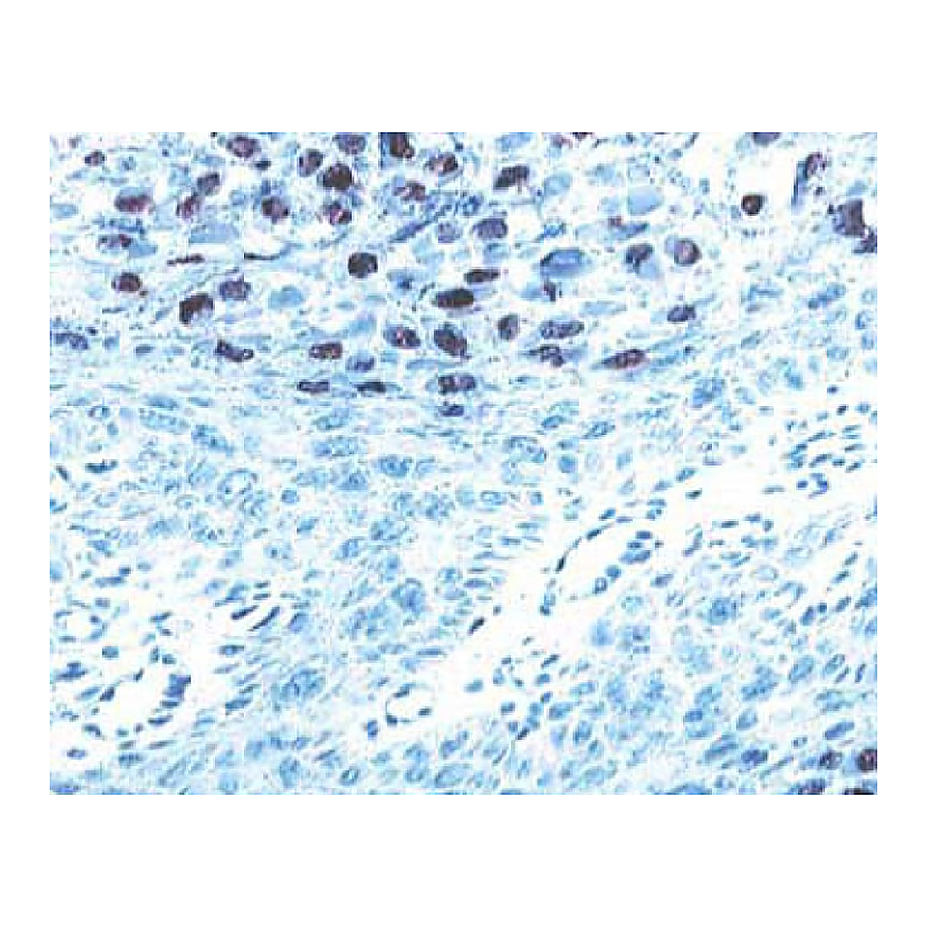 BD Purified Mouse Anti-HPV-16 L1