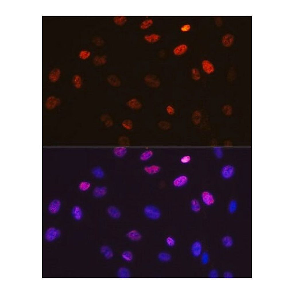 Merck Anti-Phospho-c-Jun-S63 antibody produced in rabbit