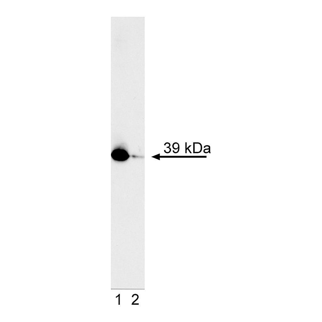 BD PE Mouse anti-CrkL (pY207)