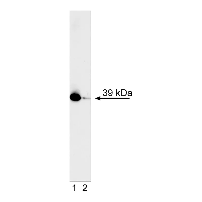 BD PE Mouse anti-CrkL (pY207)
