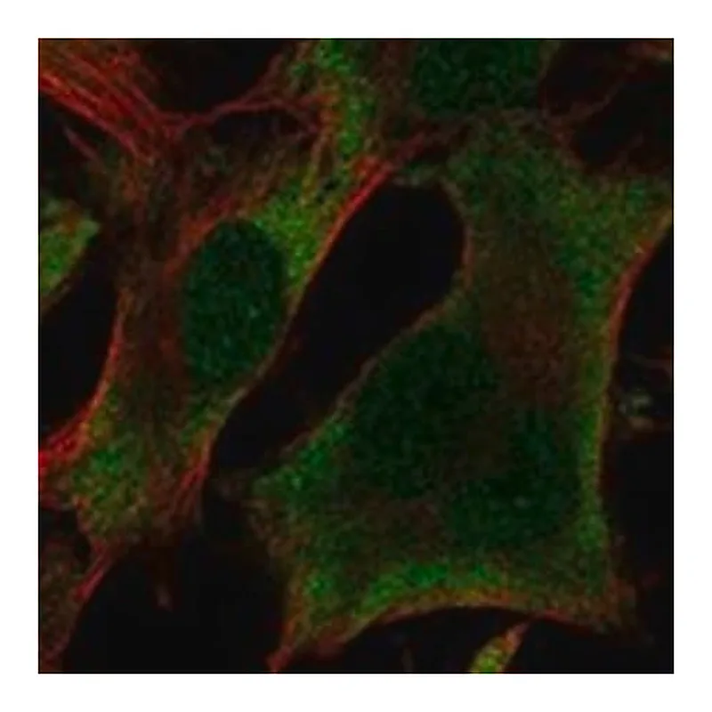 Merck Anti-UBXN1 antibody produced in rabbit