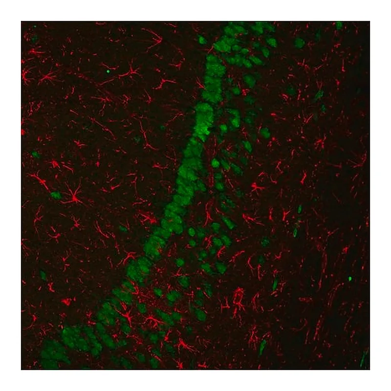 Merck Anti-Human IgG (H+L), highly cross-adsorbed, CF(TM)680 antibody produced in goat