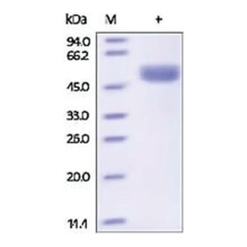 Merck CATHEPSIN D,HUMAN