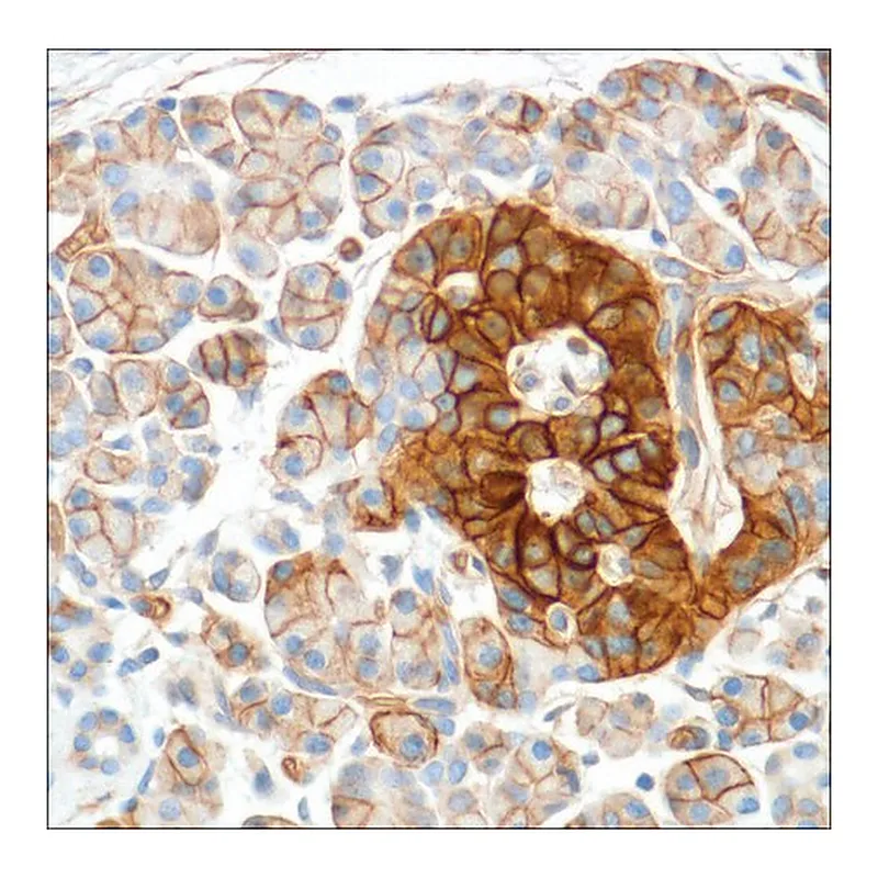 Merck Anti-HENT1 antibody, Rabbit monoclonal