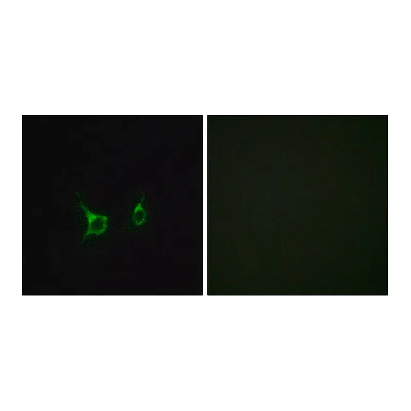 Merck Anti-FFAR2 antibody produced in rabbit
