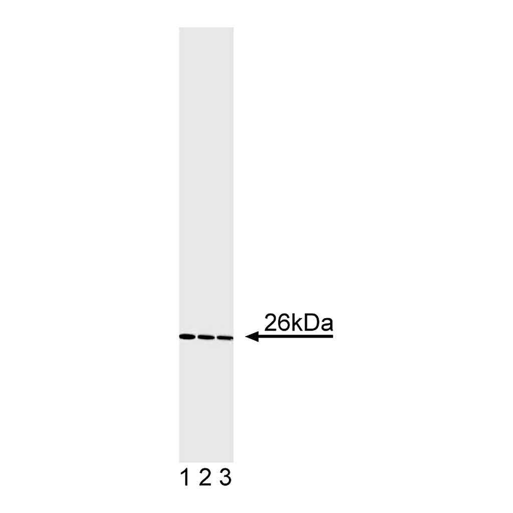 BD Purified Mouse Anti-Human Bcl-2