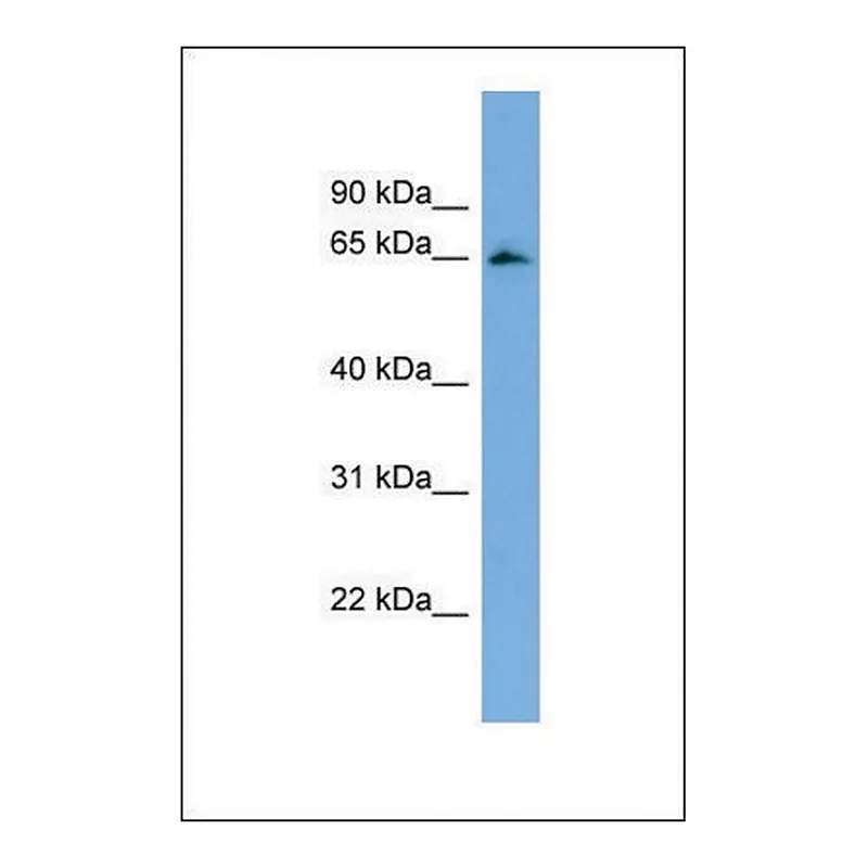 Merck Anti-FBXL5 antibody produced in rabbit