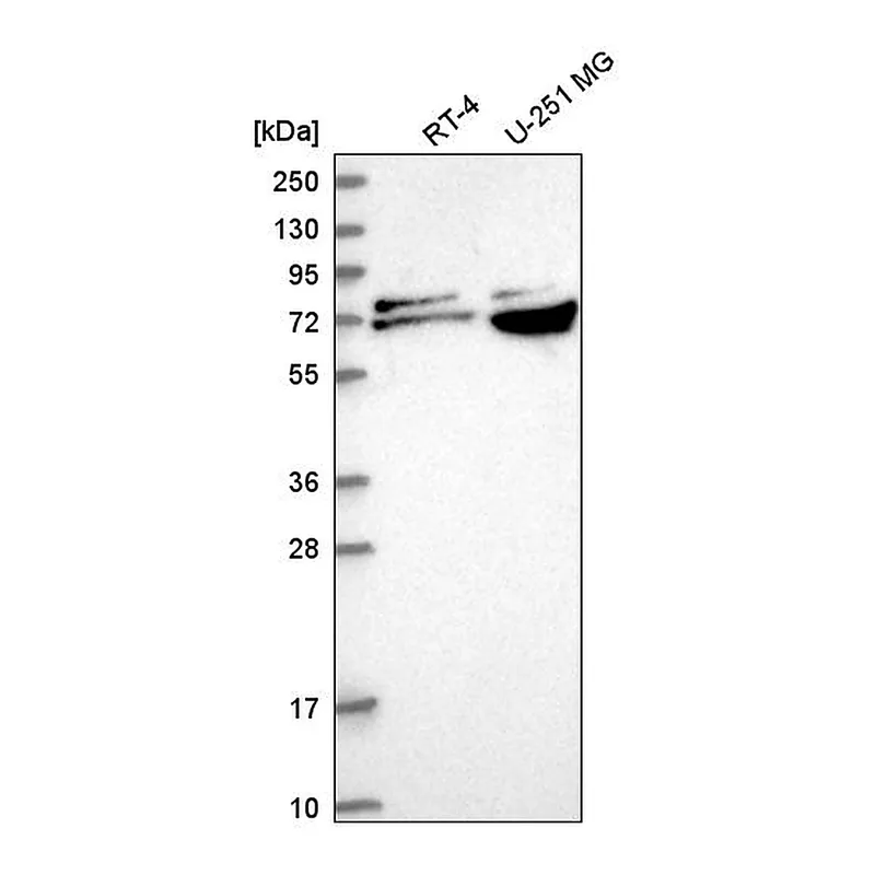 Atlas Antibodies Anti-RPA1 Antibody