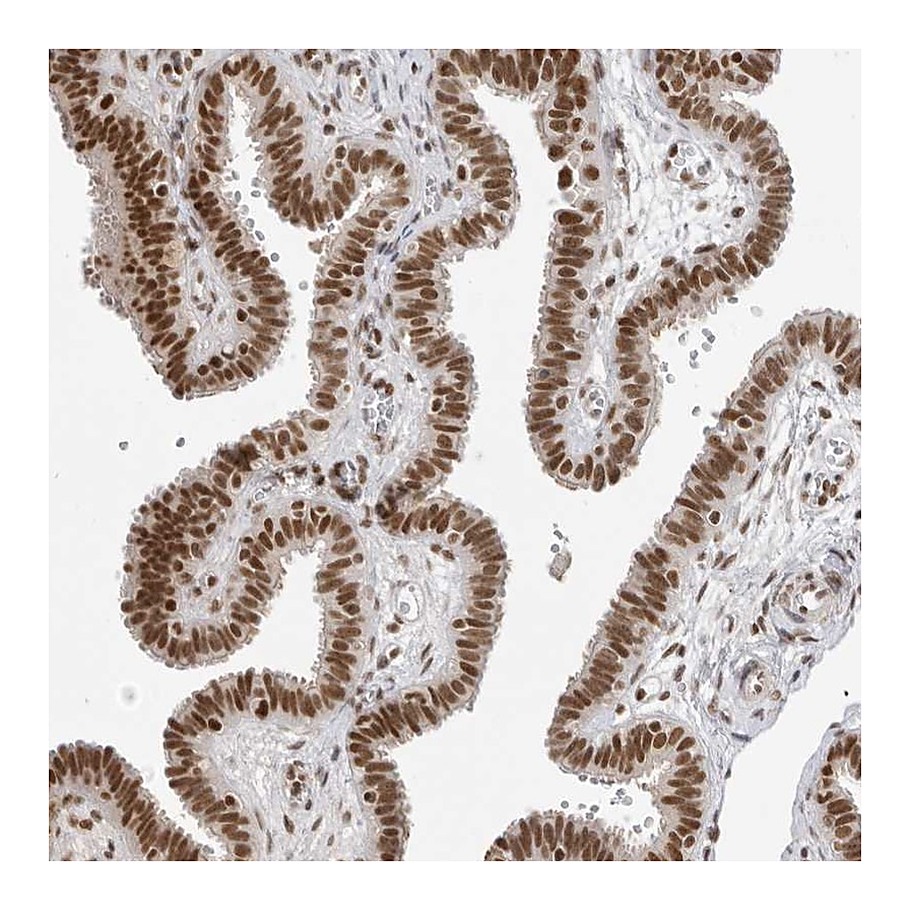 Atlas Antibodies Anti-RPA2 Antibody