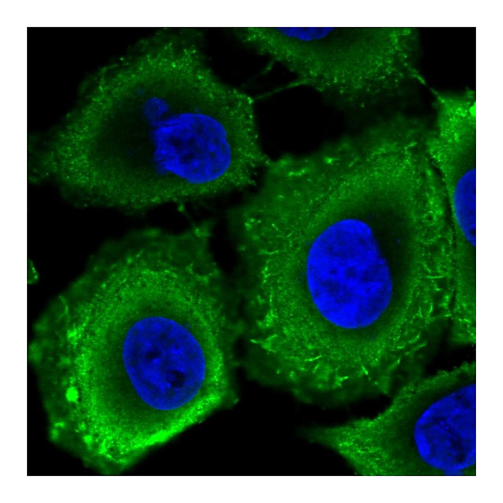 Atlas Antibodies Anti-RPGRIP1L Antibody