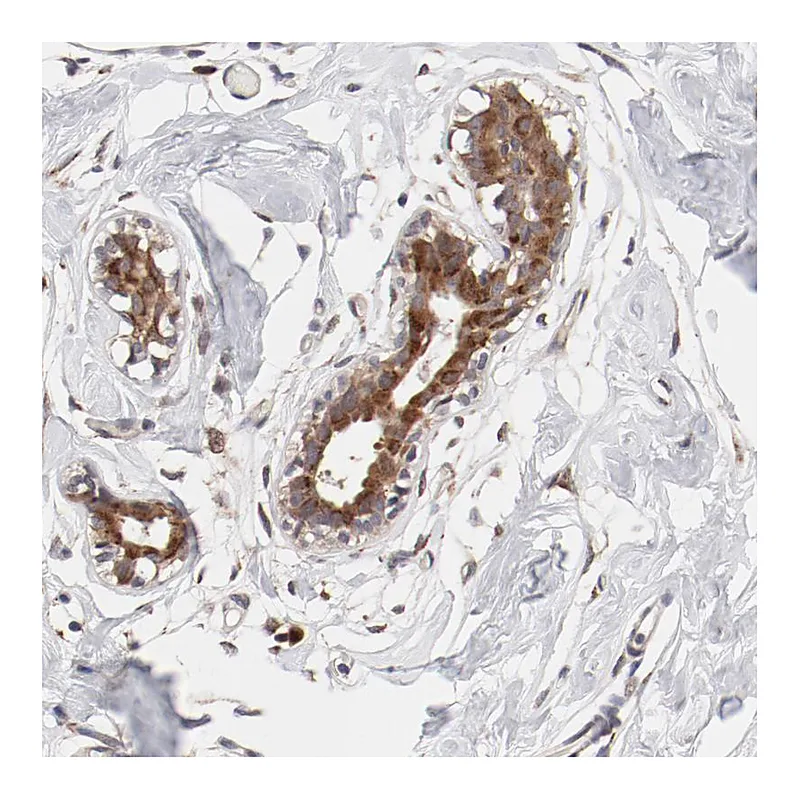 Atlas Antibodies Anti-RPL12 Antibody