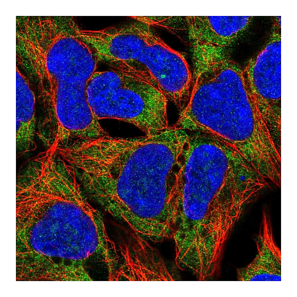 Atlas Antibodies Anti-RPL19 Antibody
