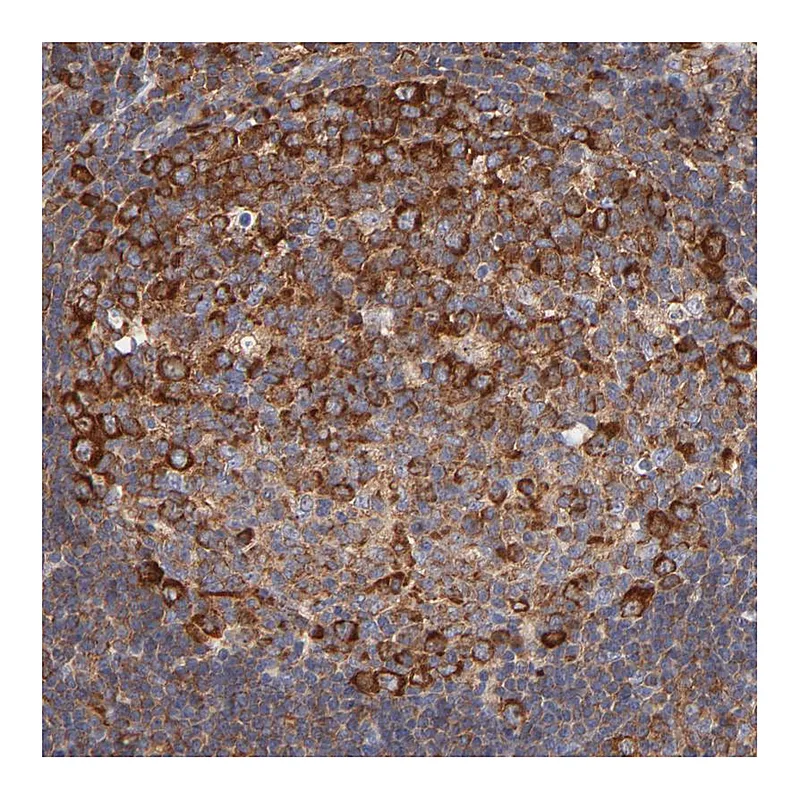 Atlas Antibodies Anti-RPL27 Antibody