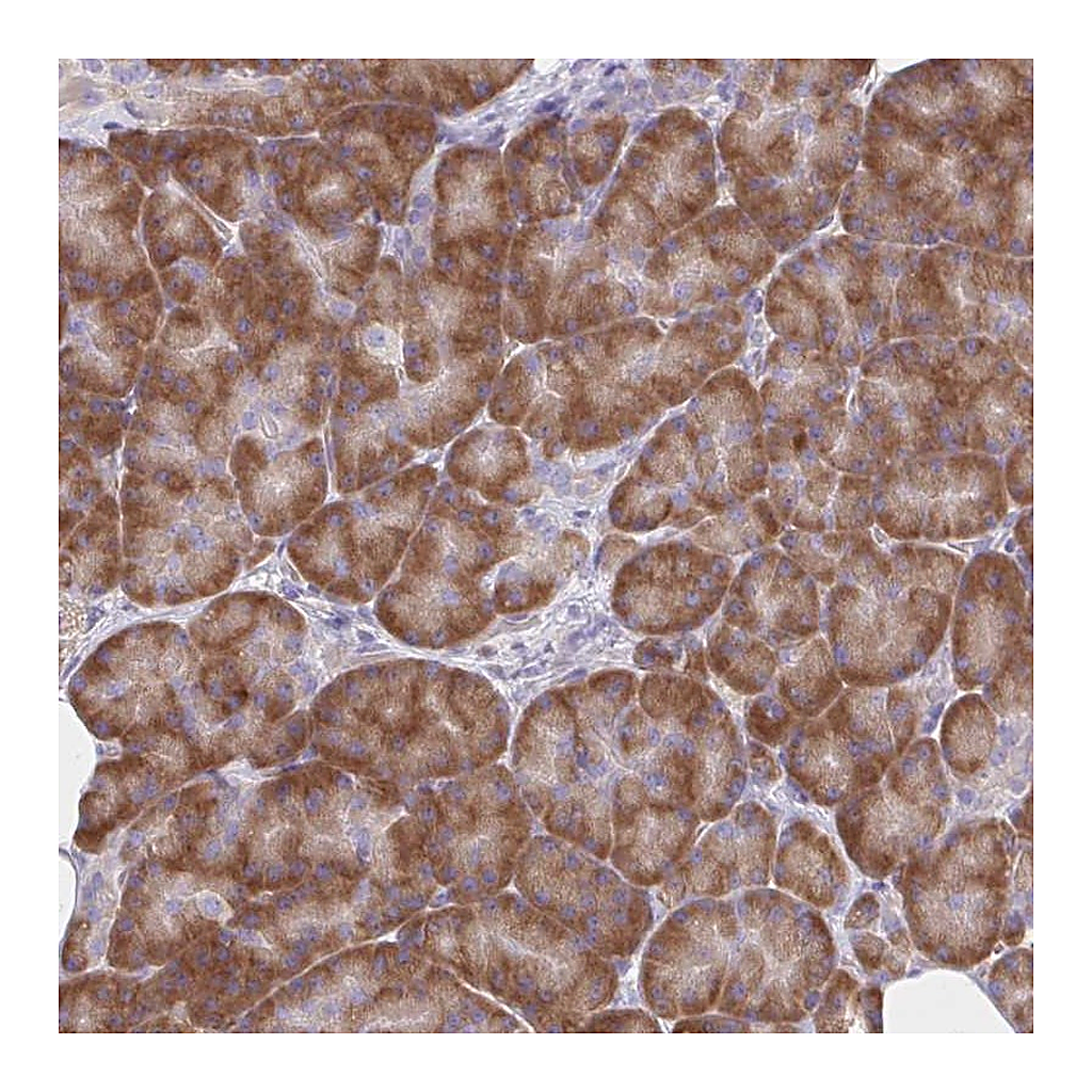Atlas Antibodies Anti-RPL27A Antibody
