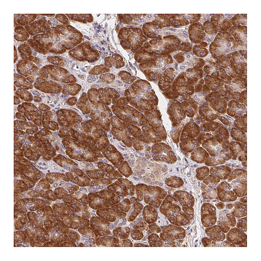 Atlas Antibodies Anti-RPL27A Antibody