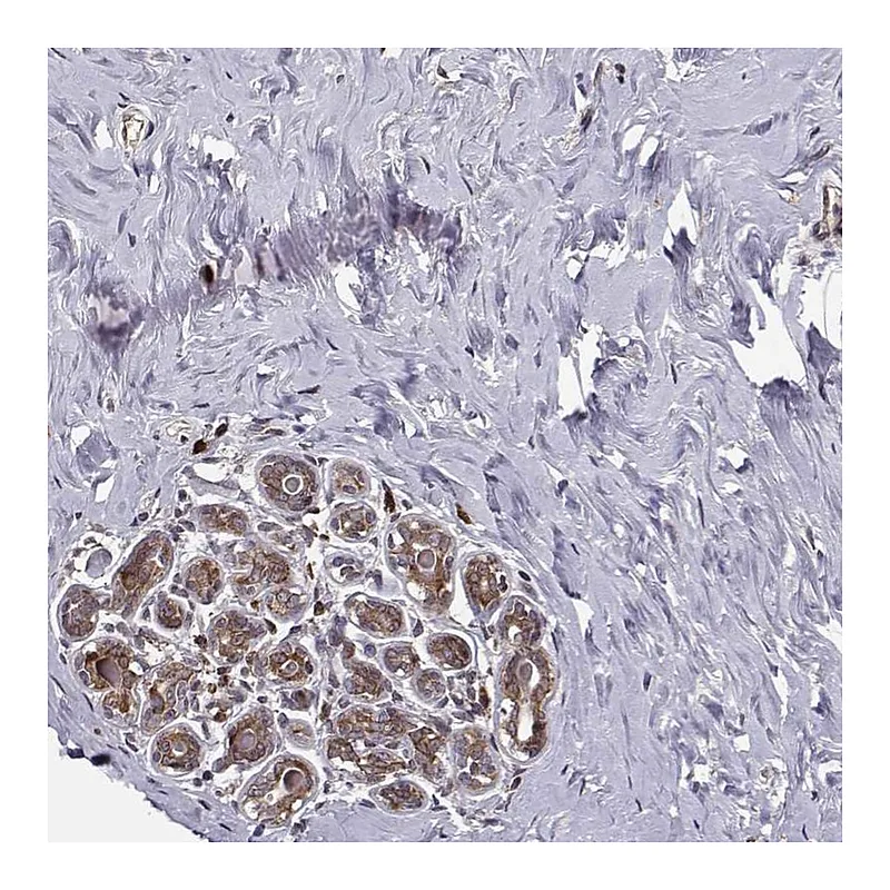 Atlas Antibodies Anti-RPL31 Antibody