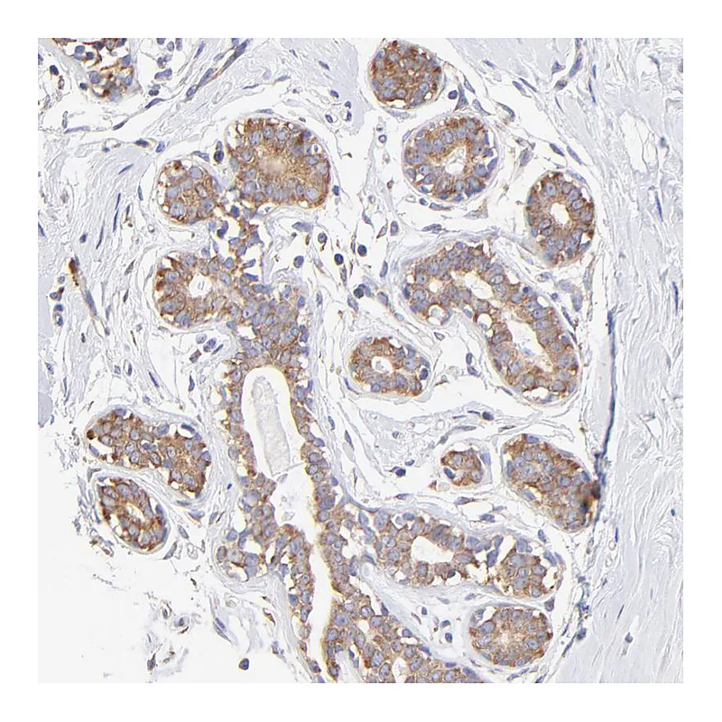 Atlas Antibodies Anti-RPL30 Antibody