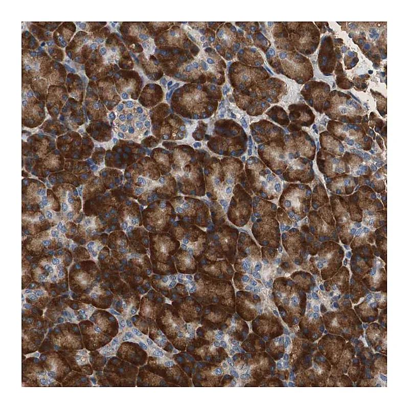 Atlas Antibodies Anti-RPL35 Antibody
