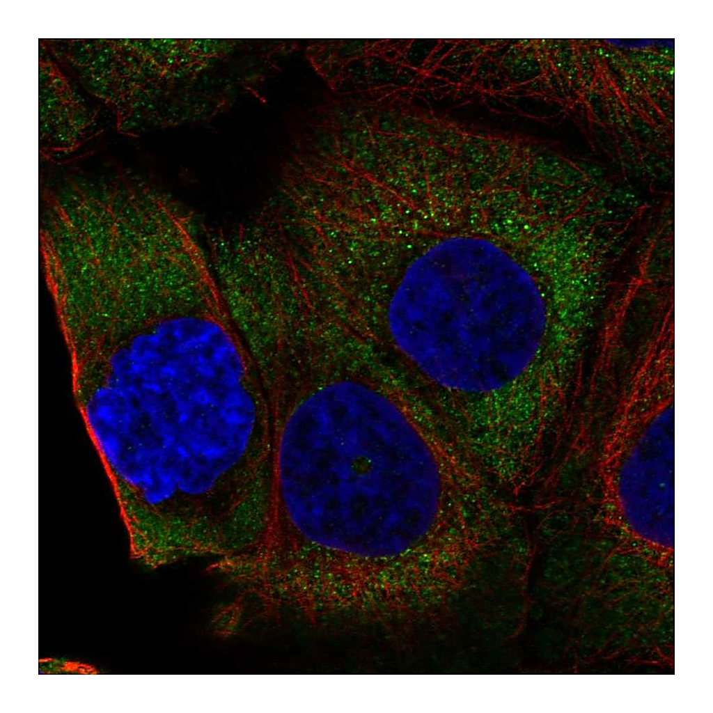 Atlas Antibodies Anti-RPL36A Antibody
