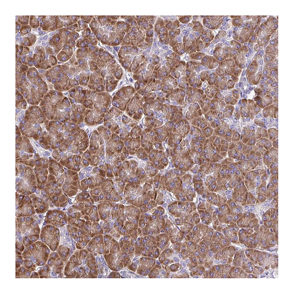 Atlas Antibodies Anti-RPL7 Antibody