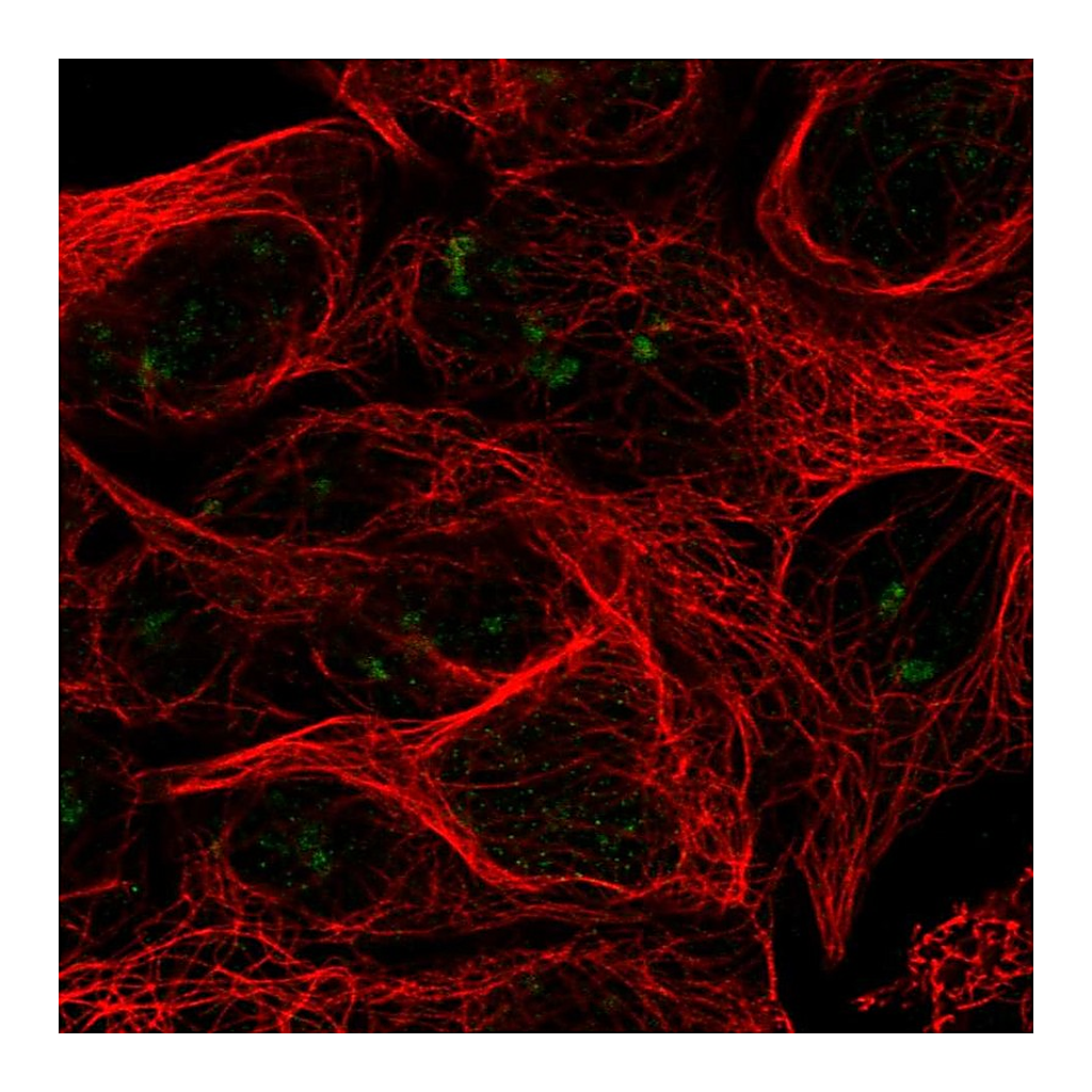 Atlas Antibodies Anti-RPL7L1 Antibody