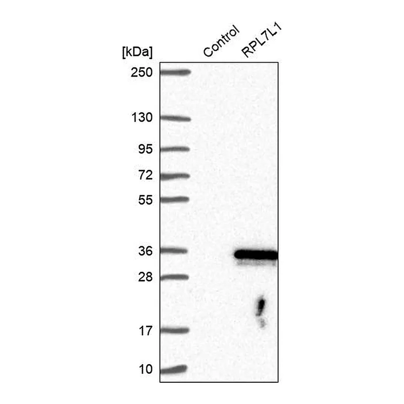 Atlas Antibodies Anti-RPL7L1 Antibody