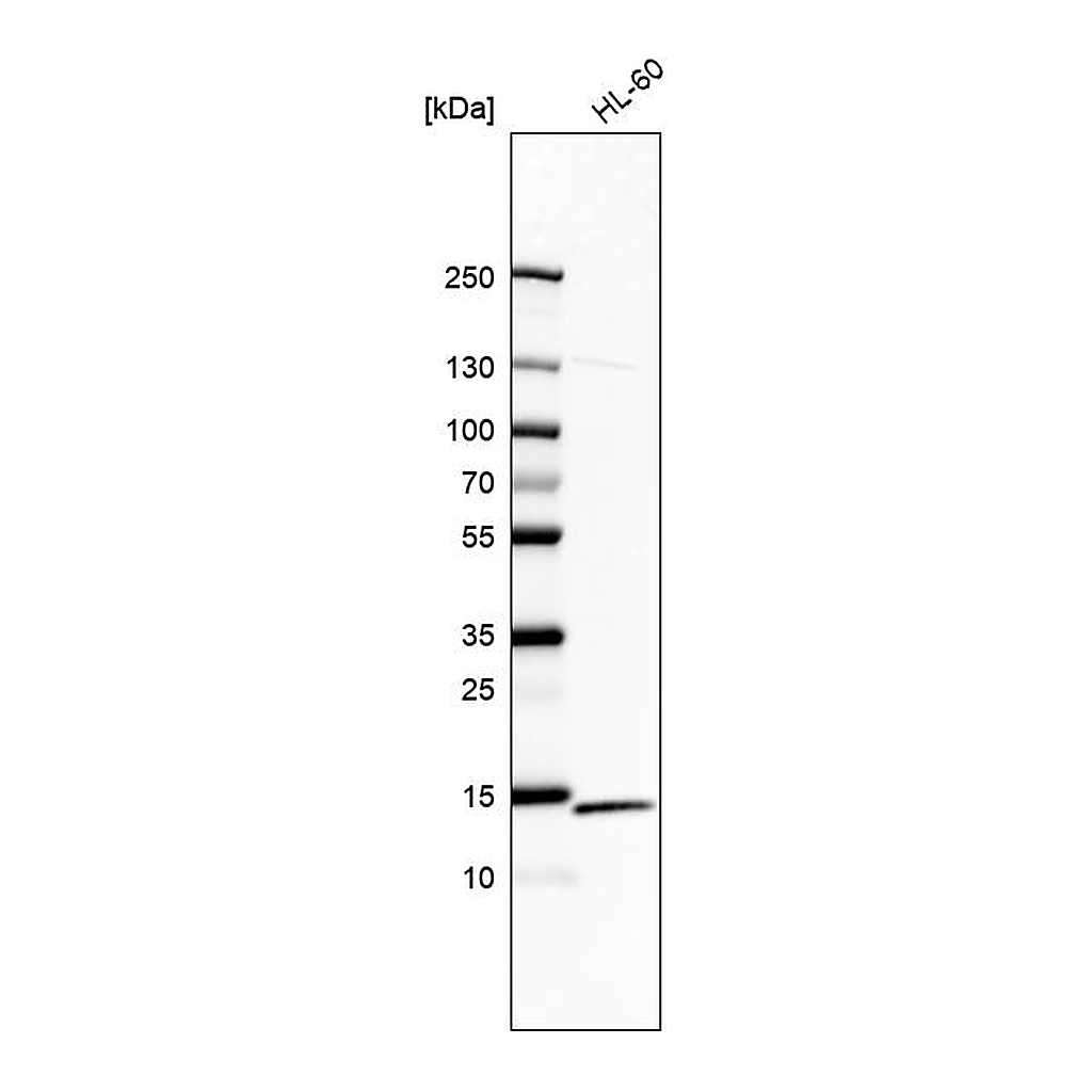 Atlas Antibodies Anti-RPS12 Antibody