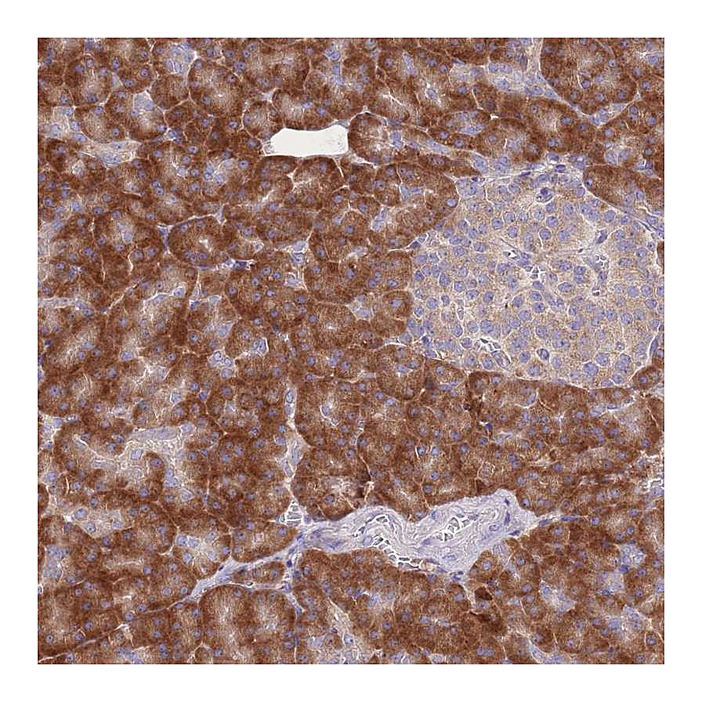 Atlas Antibodies Anti-RPS10 Antibody