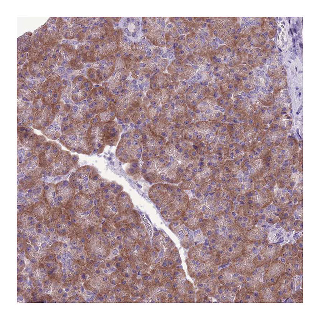 Atlas Antibodies Anti-RPS11 Antibody