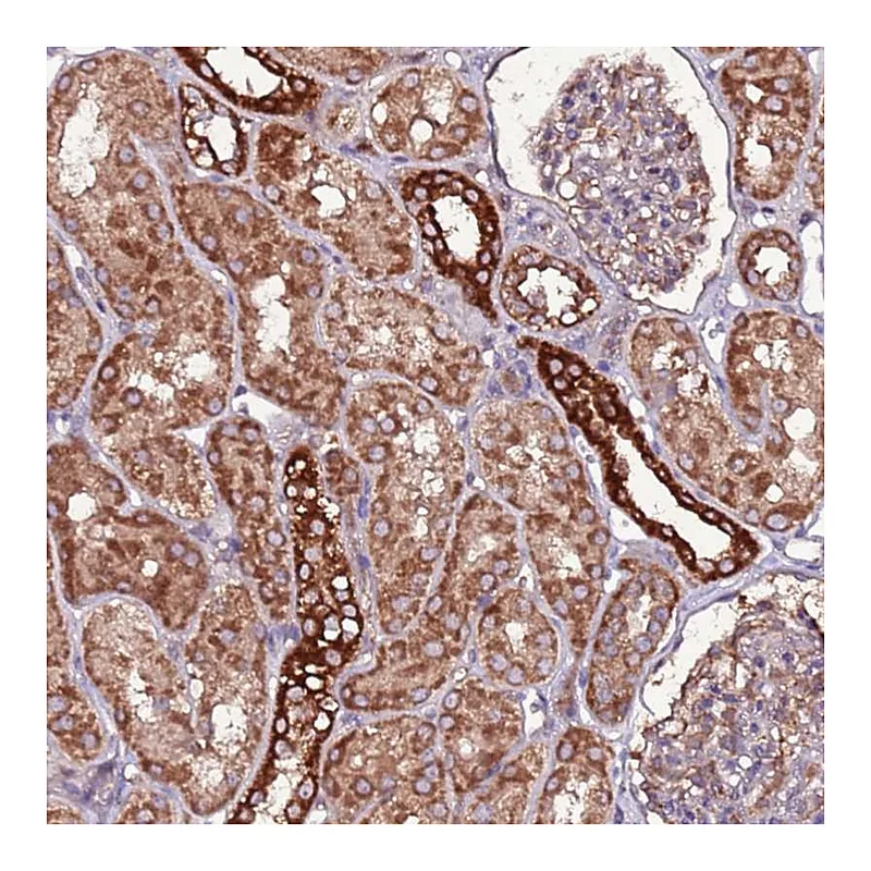 Atlas Antibodies Anti-RPS15A Antibody