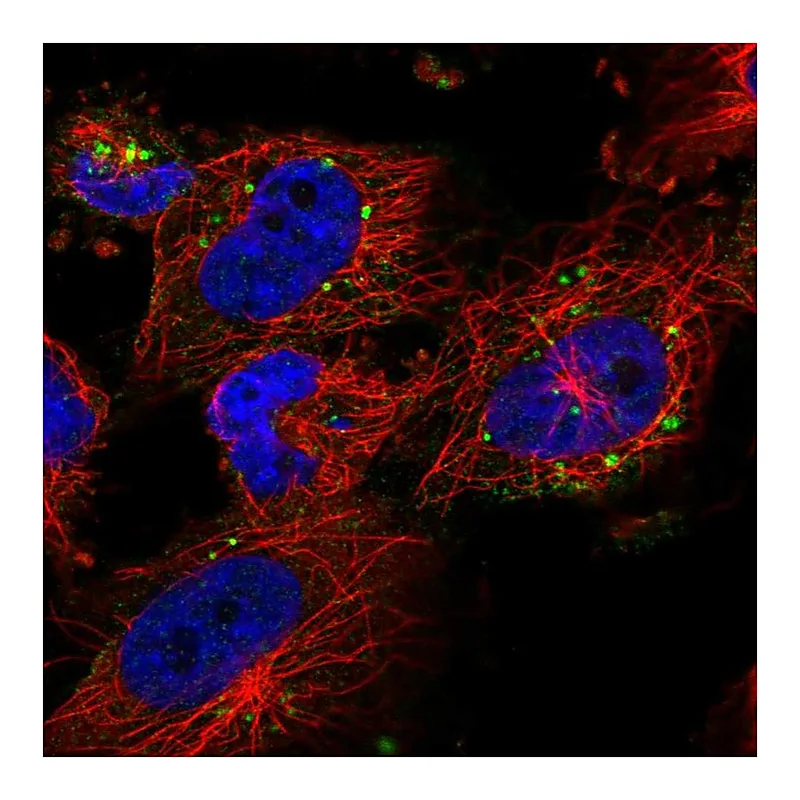 Atlas Antibodies Anti-RPS6KC1 Antibody