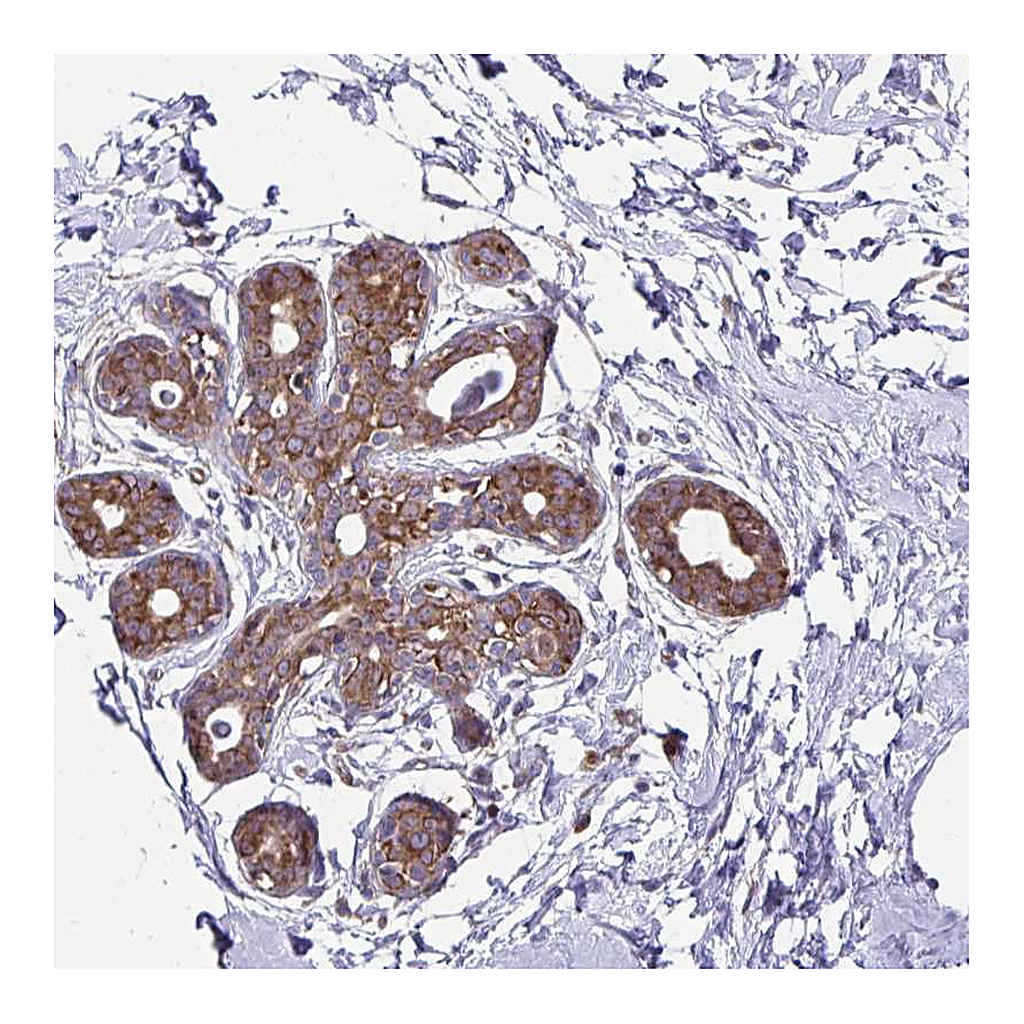 Atlas Antibodies Anti-RPS7 Antibody