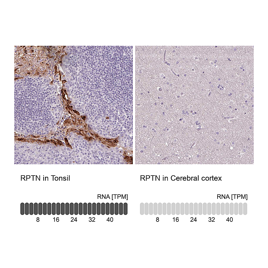 Atlas Antibodies Anti-RPTN Antibody