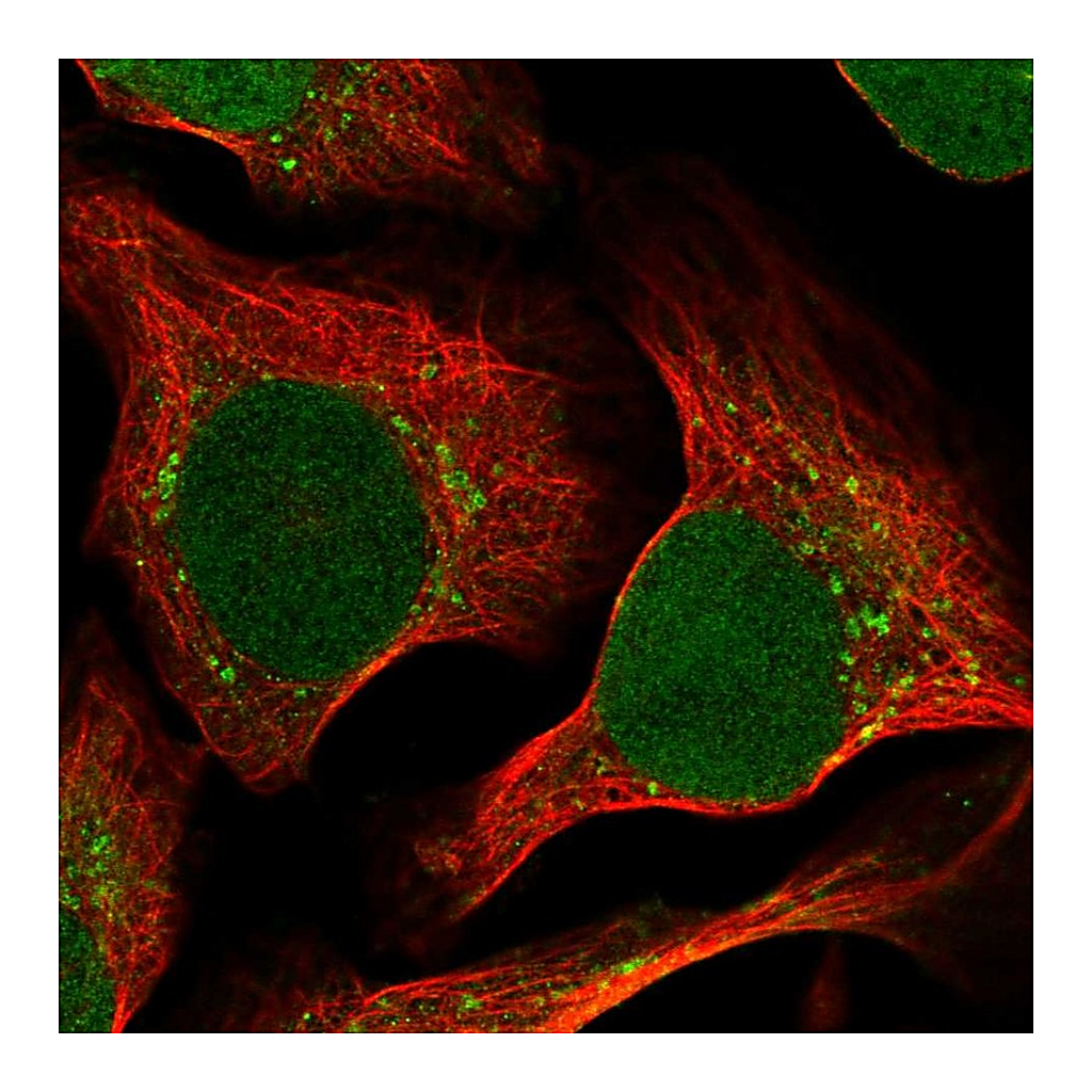 Atlas Antibodies Anti-RRAGC Antibody