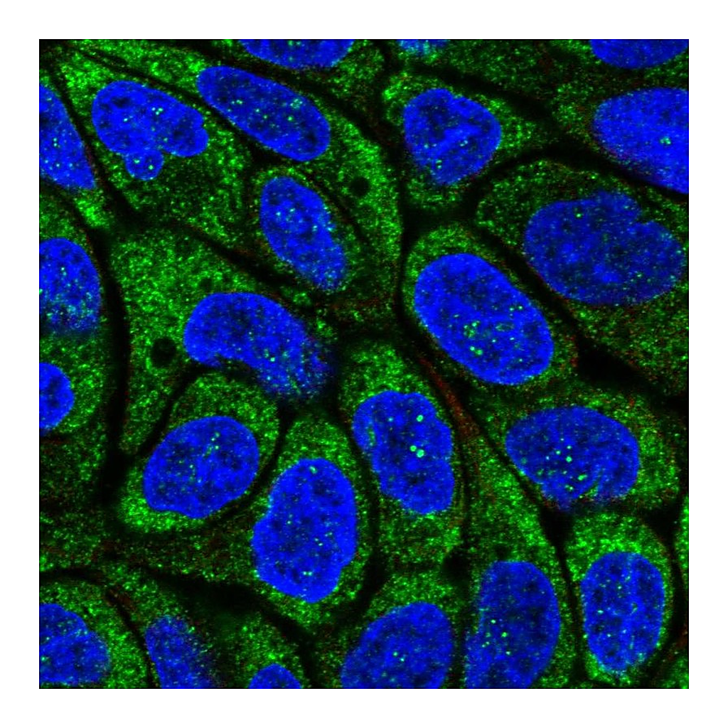 Atlas Antibodies Anti-RSAD2 Antibody