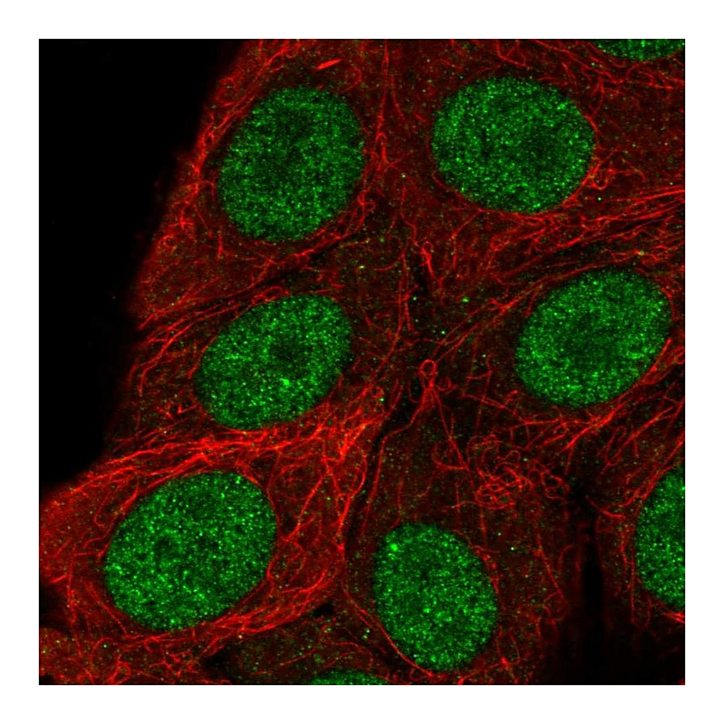 Atlas Antibodies Anti-RSF1 Antibody