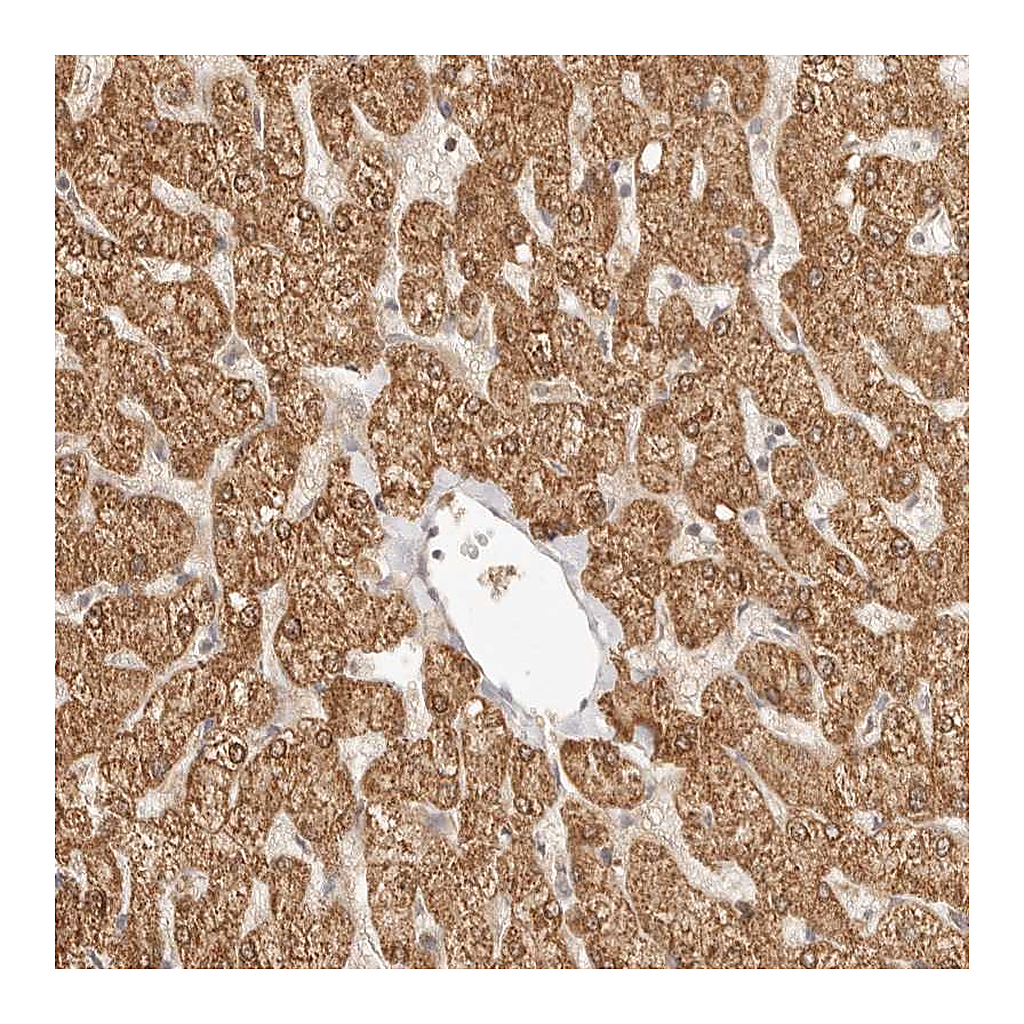 Atlas Antibodies Anti-RSG1 Antibody